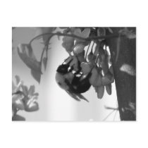 Bee on a Redbud Bloom postcards by princessklb07 Bee on a Redbud Bloom postcards