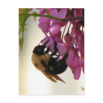 Bee on a Redbud Bloom postcards by princessklb07 Bee on a Redbud Bloom postcards