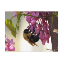 Bee on a Redbud Bloom postcards by princessklb07 Bee on a Redbud Bloom postcards