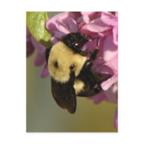 Bee on a Redbud postcards by princessklb07 Bee on a Redbud postcards