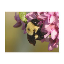 Bee on a Redbud postcards by princessklb07 Bee on a Redbud postcards