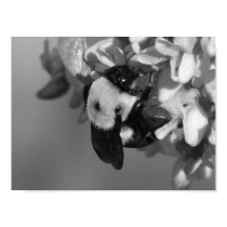 Bee on a Redbud posters by princessklb07 Bee on a Redbud posters