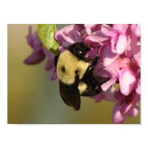 Bee on a Redbud posters by princessklb07 Bee on a Redbud posters