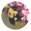 Bee on a Redbud stickers by princessklb07 Bee on a Redbud stickers