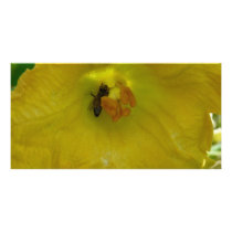bee on a squash flower photo cards