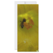 bee on a squash flower rack cards by pinkypetals bee on a squash flower rack cards