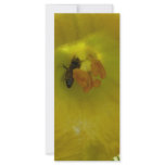 bee on a squash flower rack card