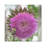 Bee on a Thistle Bloom Fridge Magnets