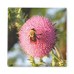 Bee on a Thistle Bloom Fridge Magnets