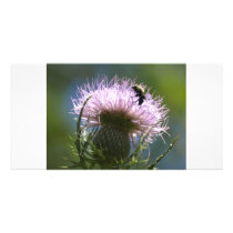 bee on a thistle custom photo card