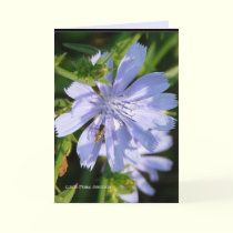 Bee on a Wild Blu cards