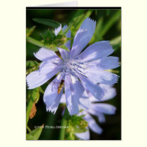 Bee on a Wild Blu cards