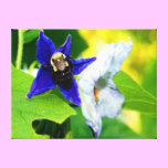 Bee on air potato flower canvas prints
