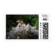 Bee on allium - Postage postage by GardenDelightsArts Bee on allium - Postage postage