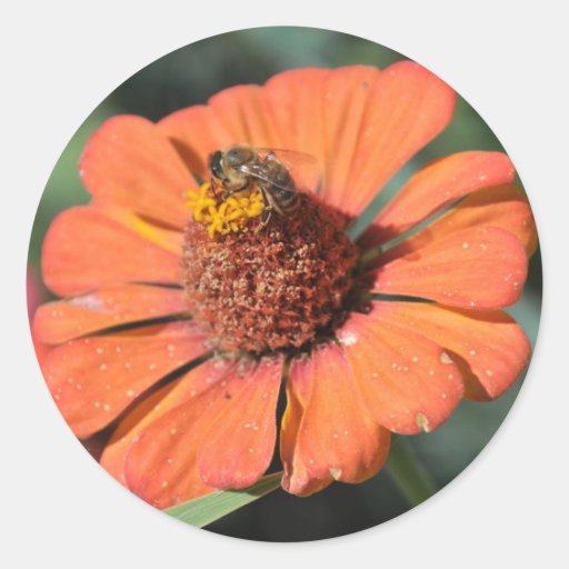 Bee on an orange flower stickers