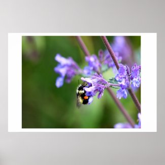 Bee On Blue Blossom