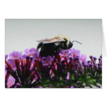 Bee on Butterfly Bush Card