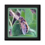bumble bee photograph, bee photographs, bees