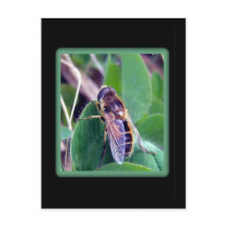 Bee On Clover Postcard