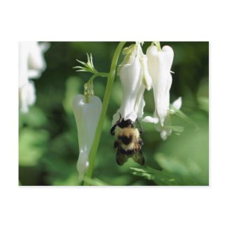Bee On Columbine Flower Photo Postcard postcard