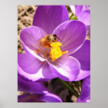 Bee on Crocus ~ print