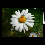 Bee on Daisy Card