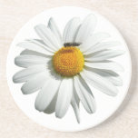 Bee on Daisy Coaster