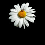 Bee on Daisy Fitted T-Shirt