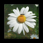 Bee on Daisy Magnet