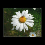 Bee on Daisy Postcard