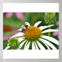Bee on daisy print