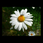 Bee on Daisy Print