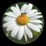 Bee on Daisy Sticker