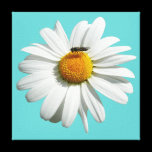 Bee on Daisy Stretched Canvas Print