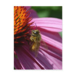 Bee on Echinacea II Post Card
