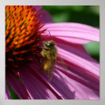 Bee on Echinacea II Poster