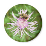 Bee on Flower Blossom Refrigerator Magnet