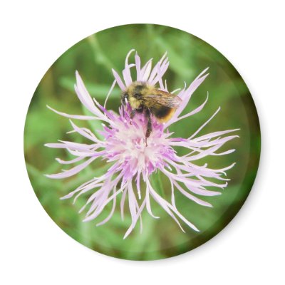Bee on Flower Blossom Refrigerator Magnet by CountryCorner