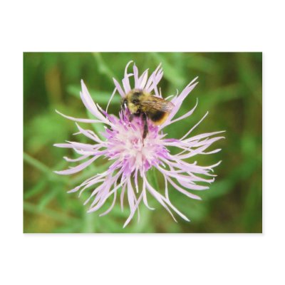 Bee on Flower Blossom Postcards by CountryCorner