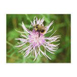 Bee on Flower Blossom Postcards