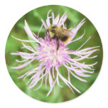 Bee on Flower Blossom Stickers