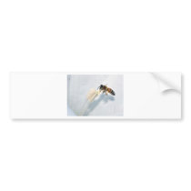 Bee on Flower Bumper Sticker