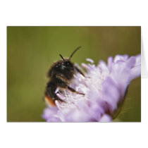 Bee on Flower Card cards