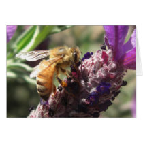 Bee on Flower Cards by wingedturtle Bee on Flower Cards