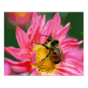 Bee On Flower Digital Art Photo Poster Print by SmilinEyesTreasures Bee On Flower Digital Art Photo Poster Print