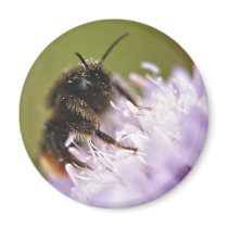 Bee on flower Fridge Magnet magnets