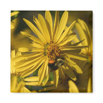 Bee on flower magnets by amwesley Bee on flower magnets