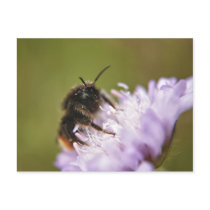 Bee on Flower Postcard postcards