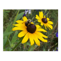 bee on flower postcards