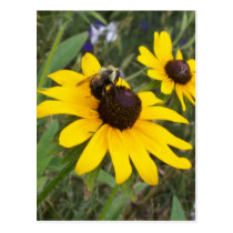 bee on flower postcards